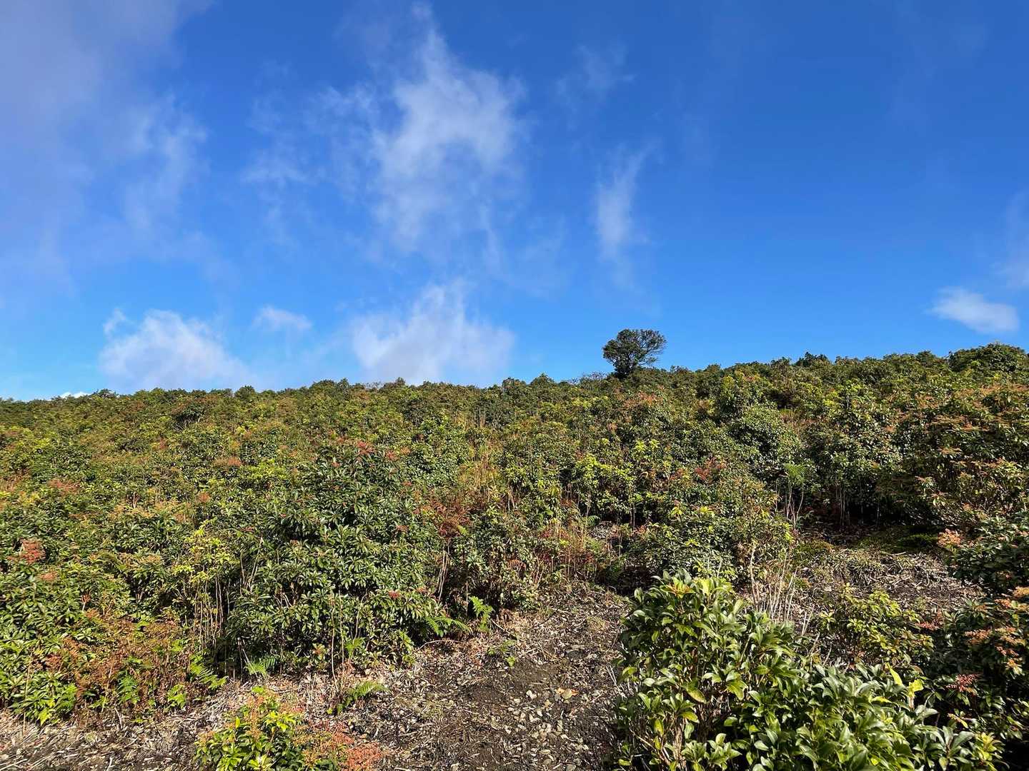 竜ヶ岳-石榑峠 周回コースの写真