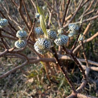 三叉の蕾が膨らんで