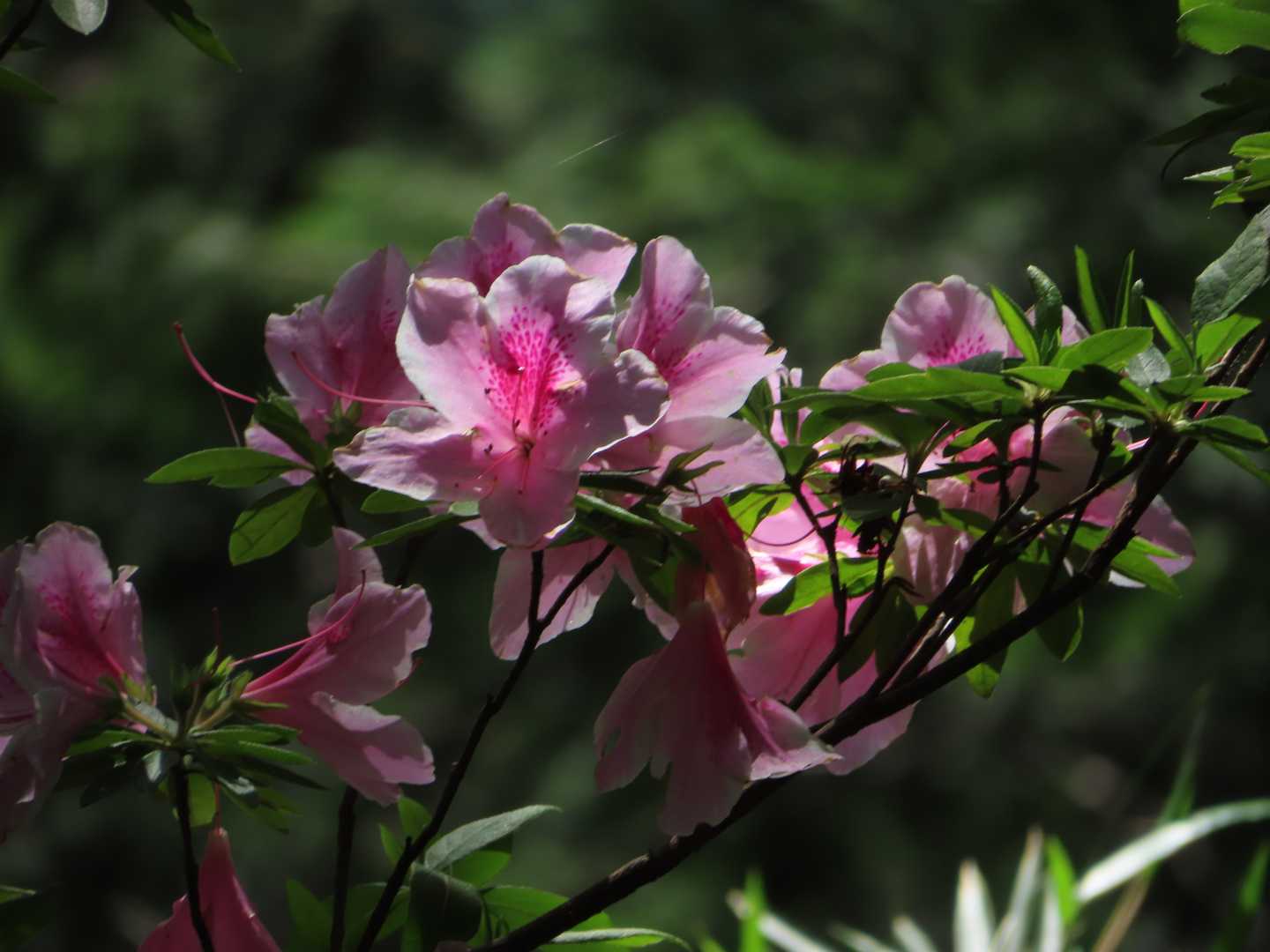 華やか