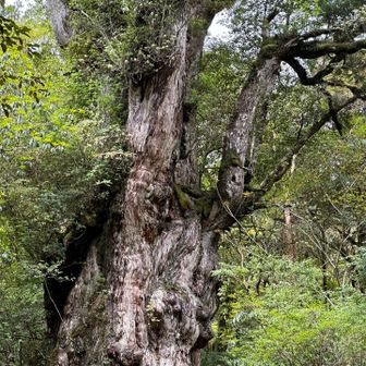 若者の集団に『え、これが縄文杉ってやつですか？』と聞かれた。