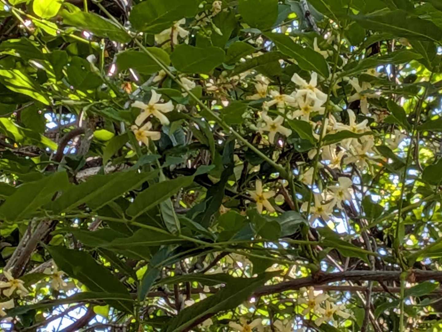 昨日の山でエゴノキの花を見た。
ならば、テイカカズラも咲いてるかな、、、
はるか上まで、花盛り。
