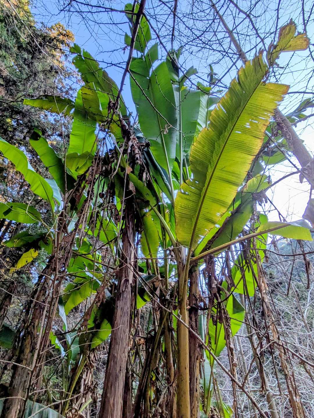 西ヶ谷の登山口から少し登った所にある、バショウの木…
南国静岡らし〜🌴なのでは？