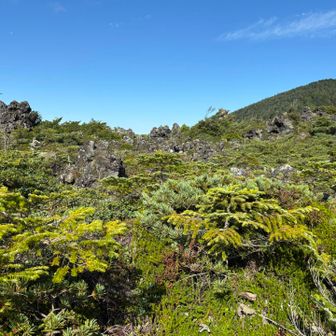 坪庭
ロープウェイで気軽に来れる観光地