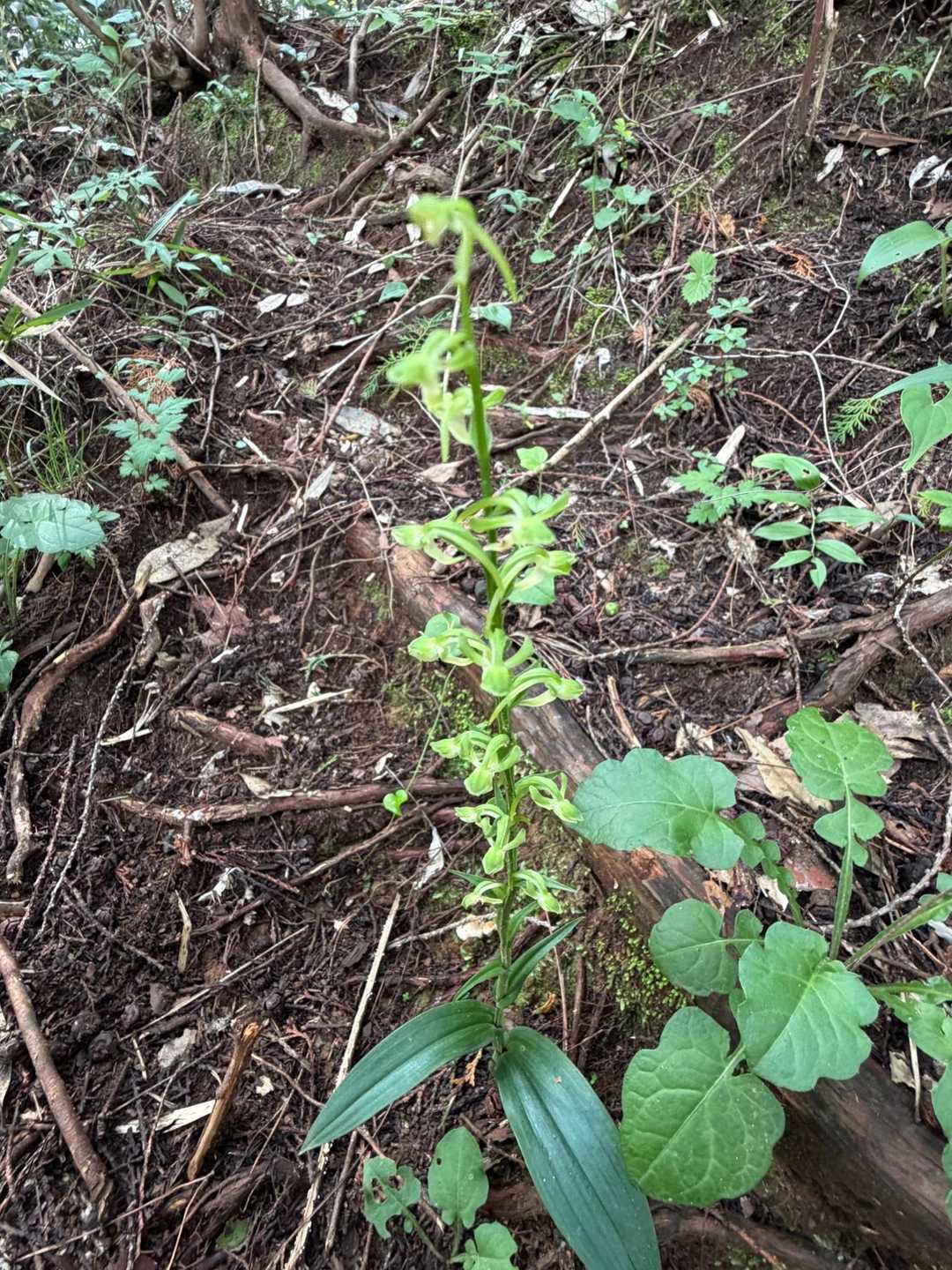 オオバノトンボソウ（大葉の蜻蛉草）ではないかと思われます。ラン科の植物で、湿り気のある場所に自生することが多いです。