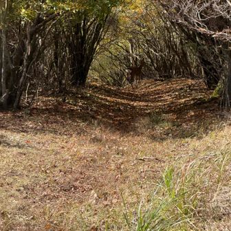 登山道で鹿の親子に遭遇。可愛いよりもやっぱりクマも出るのかなと言う恐怖を感じた。
