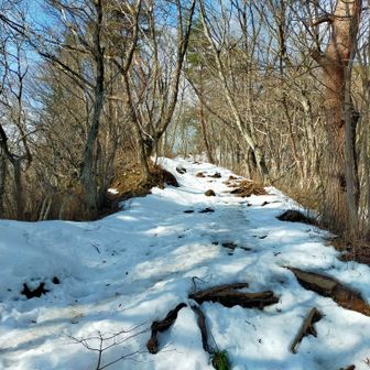 霊山 雪道、朝は硬いので歩きやすい。
