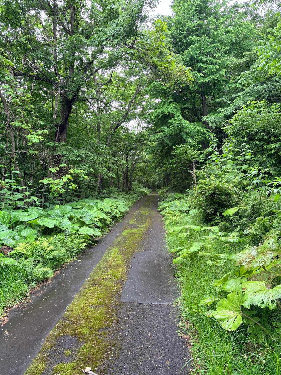 小雨だが天然の傘で濡れない🌲