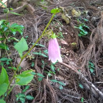 滝巻き道分岐点迄下りて来ると、ホタルブクロが一つ咲いてました🌸