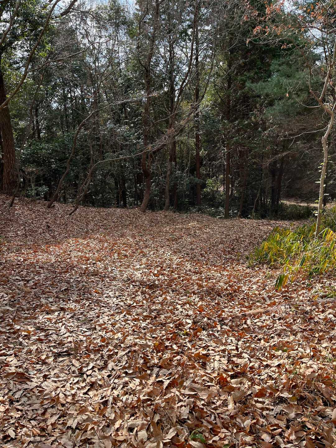 調子にのってると滑る滑る🍂