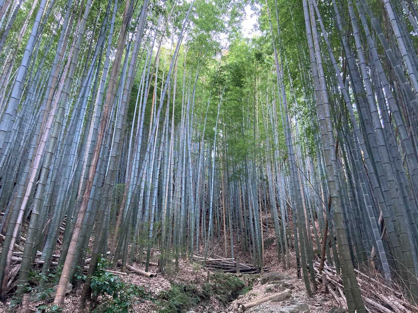 竹林。
熊野古道沿いでは珍しい。

南の方に行くと杉檜ばっかりで花粉ヤバいでな🤧