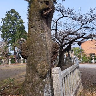 登る時は気づいてなかったけどね　インパクト強い🌳

私にしては長い距離を往復しましたが、このコースなかなか良いです😆✨キョロキョロしながら歩くのをお勧め👍️