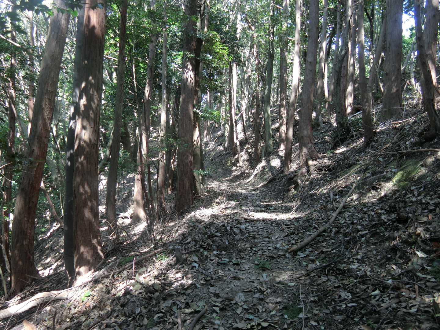 気持ち良い縦走路