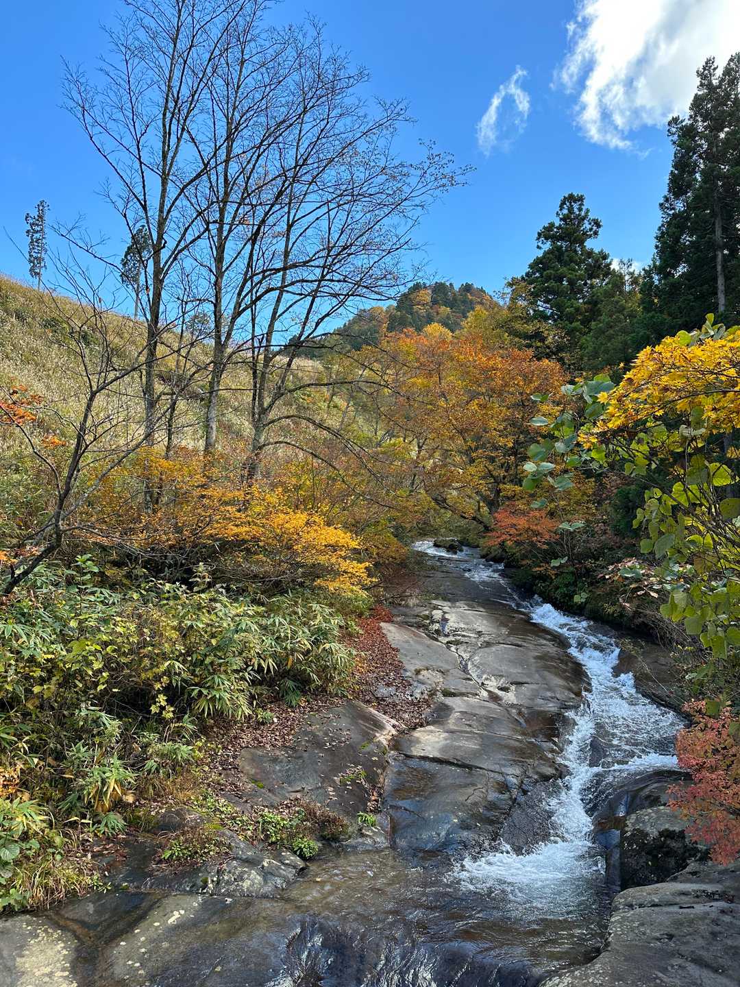 綺麗に紅葉してます。