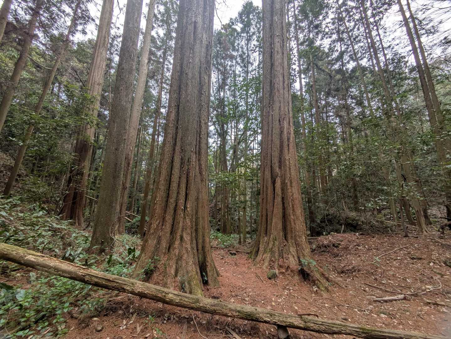 巨杉並び🌲苔むした森が広がる神秘的な雰囲気✨