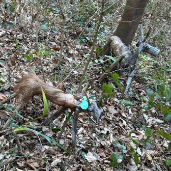 シカ？のオブジェ
左側はちゃんと毛皮を着てます🦌