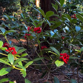 この時期のお楽しみ🔴