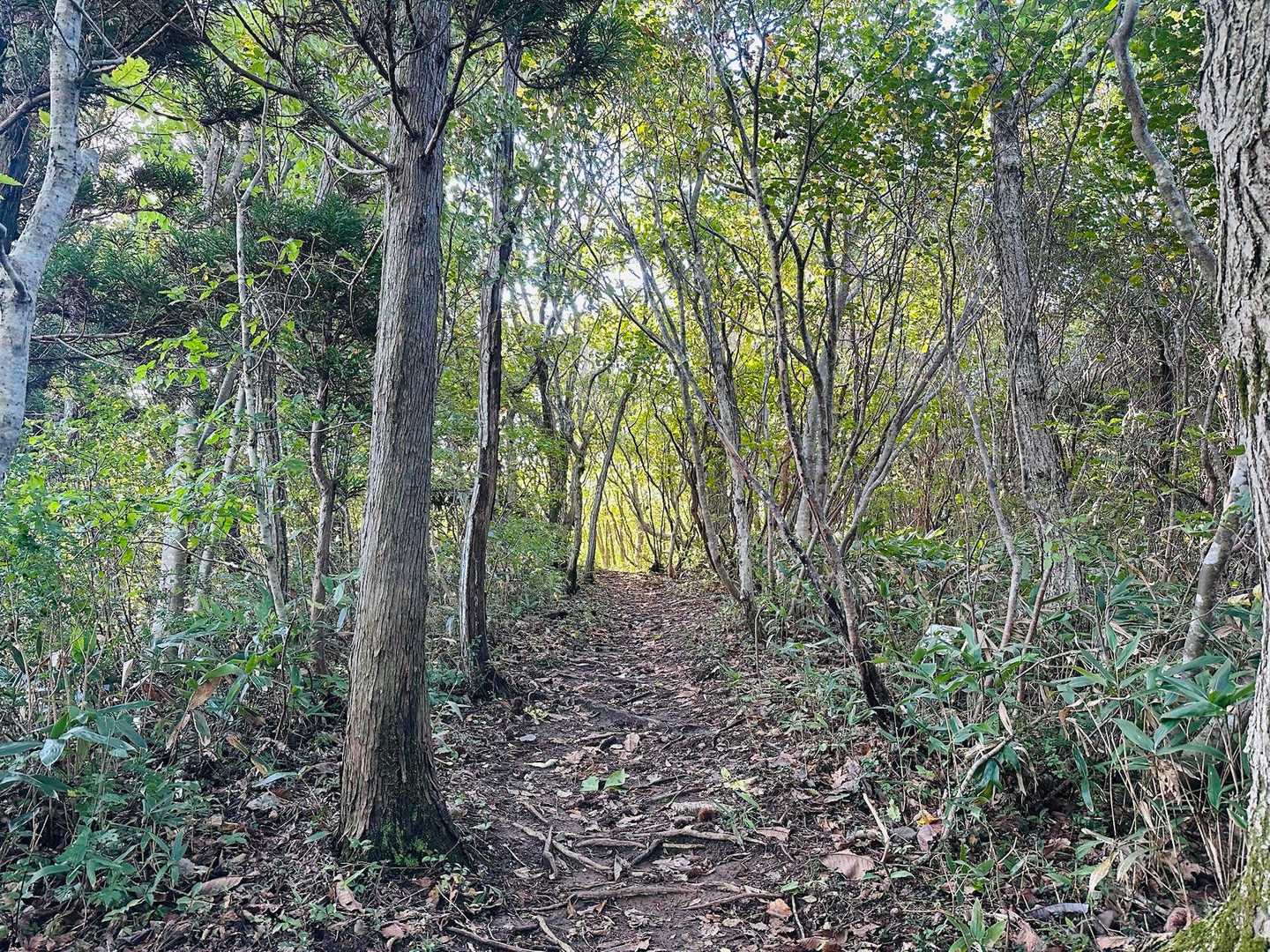 緩い登りが多く登山と言うよりもハイキング感覚で歩けるから初心者にも優しいよね🔰