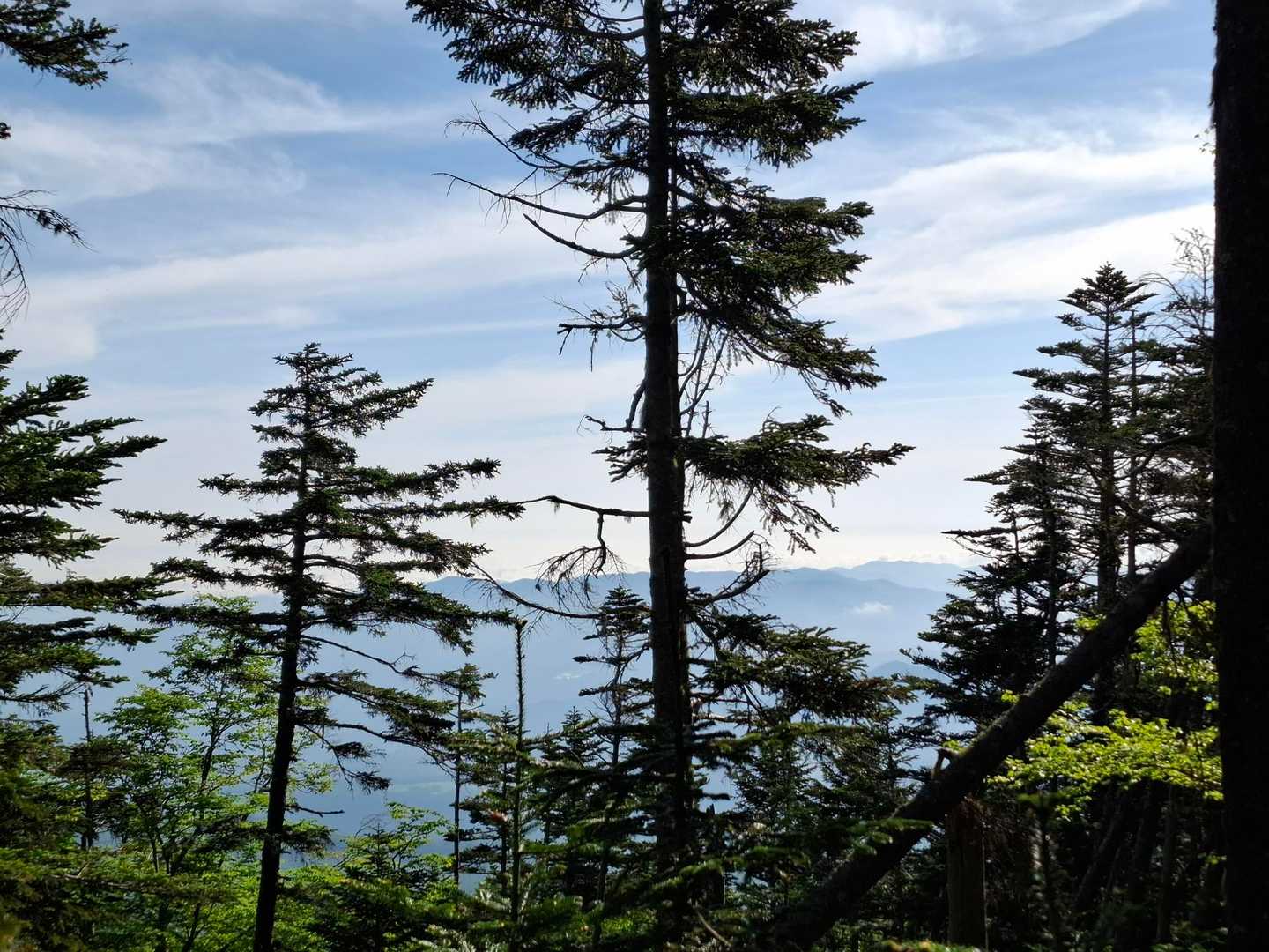 樹林帯から見える青空の面積がだんだん広くなってきました！