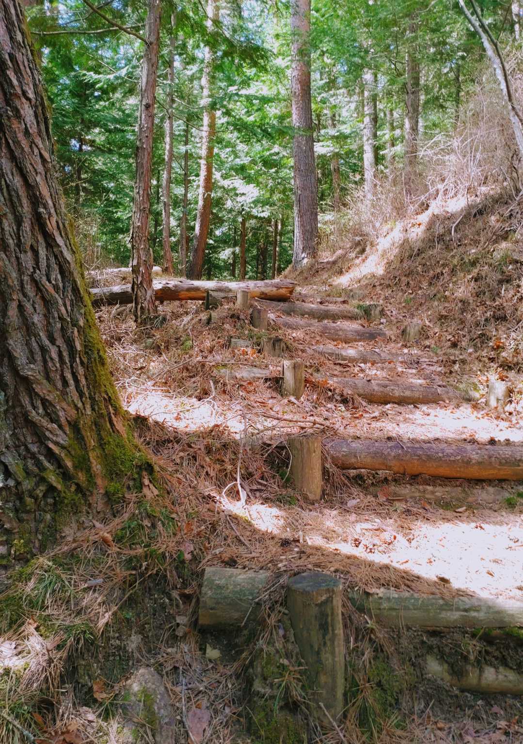 吉田山 往復コースの写真