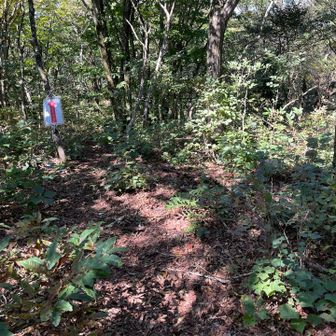 烏谷山から捨鉢山へと続くコースは踏み跡もわかりづらくコースロストしそうでした💦