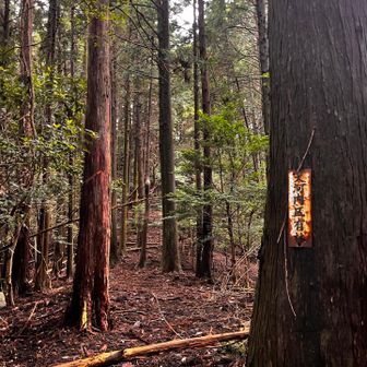 大河内区有林の境界を進む