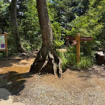 ５号路経由稲荷山コースで下山➡️