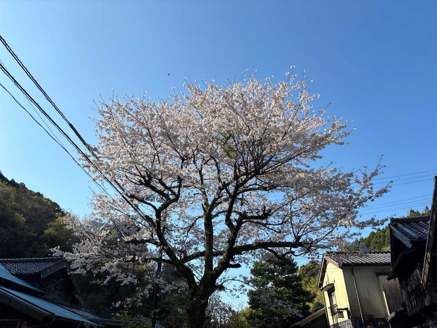 下山の満開桜🌸