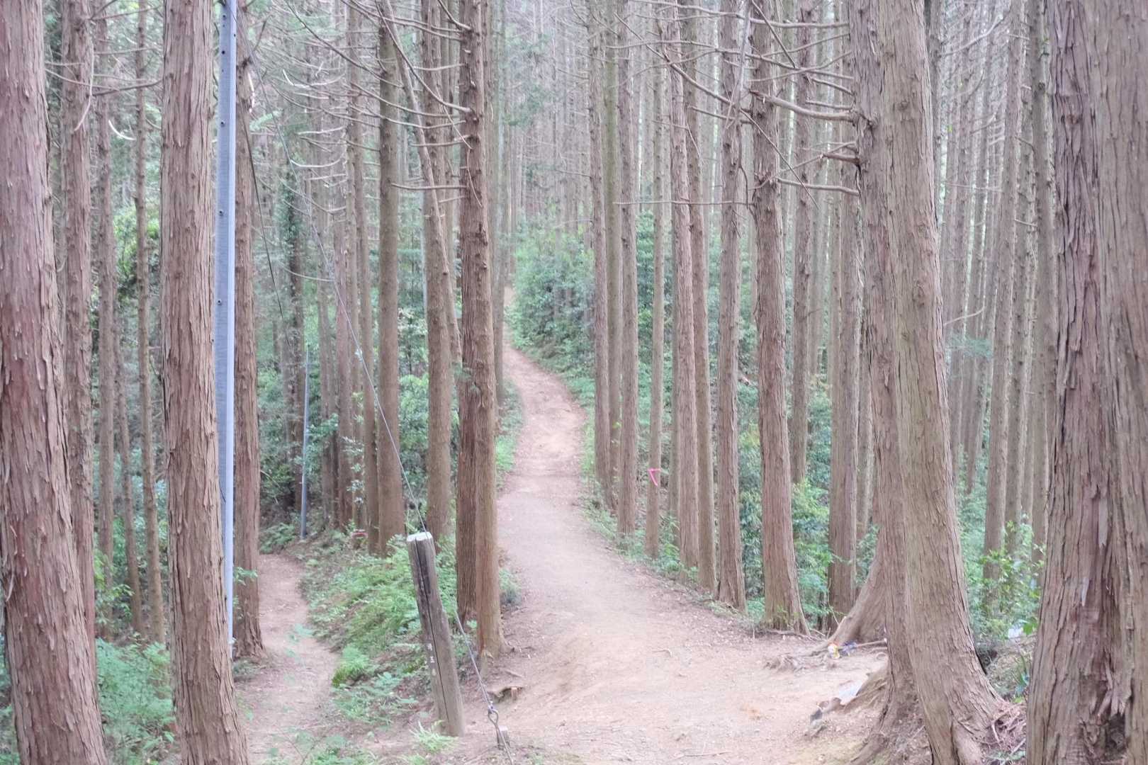 ステキな登山道