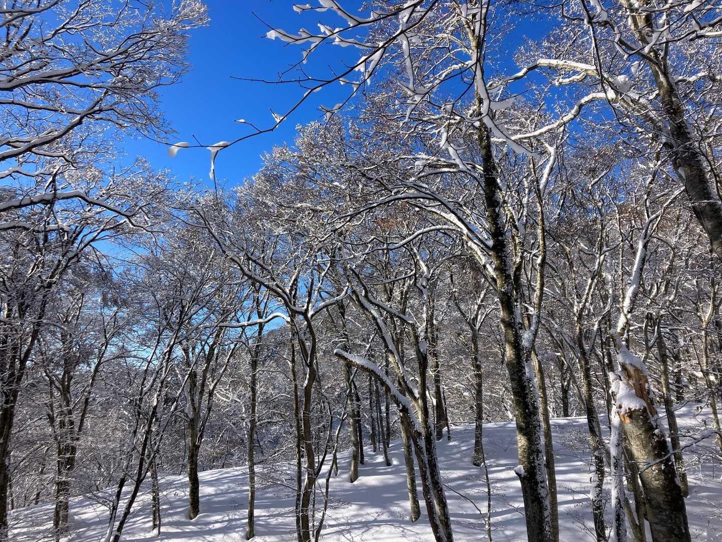 マンガン登山口-梵珠山 往復コースの写真