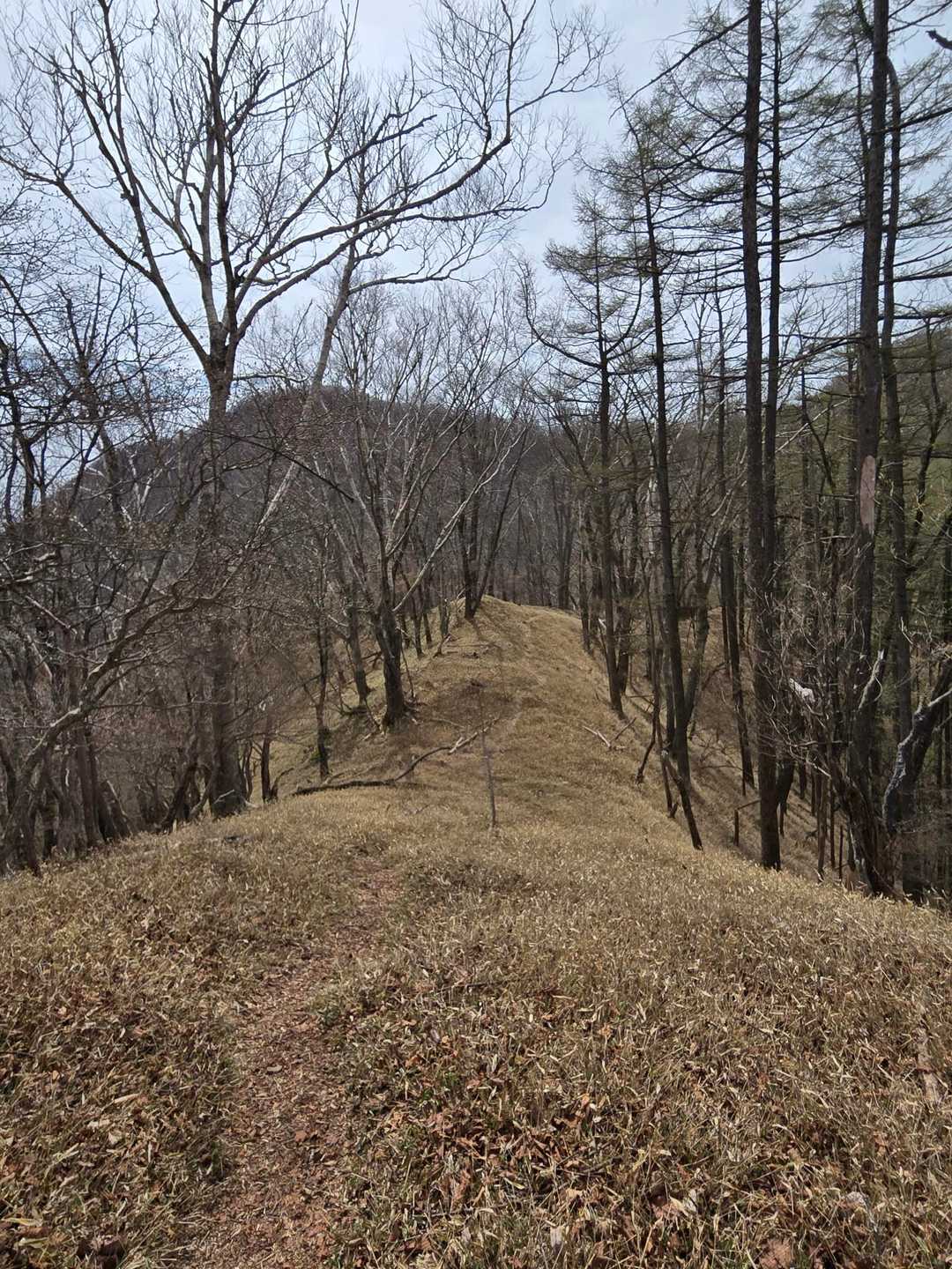 細尾峠-薬師岳-夕日岳 往復コースの写真