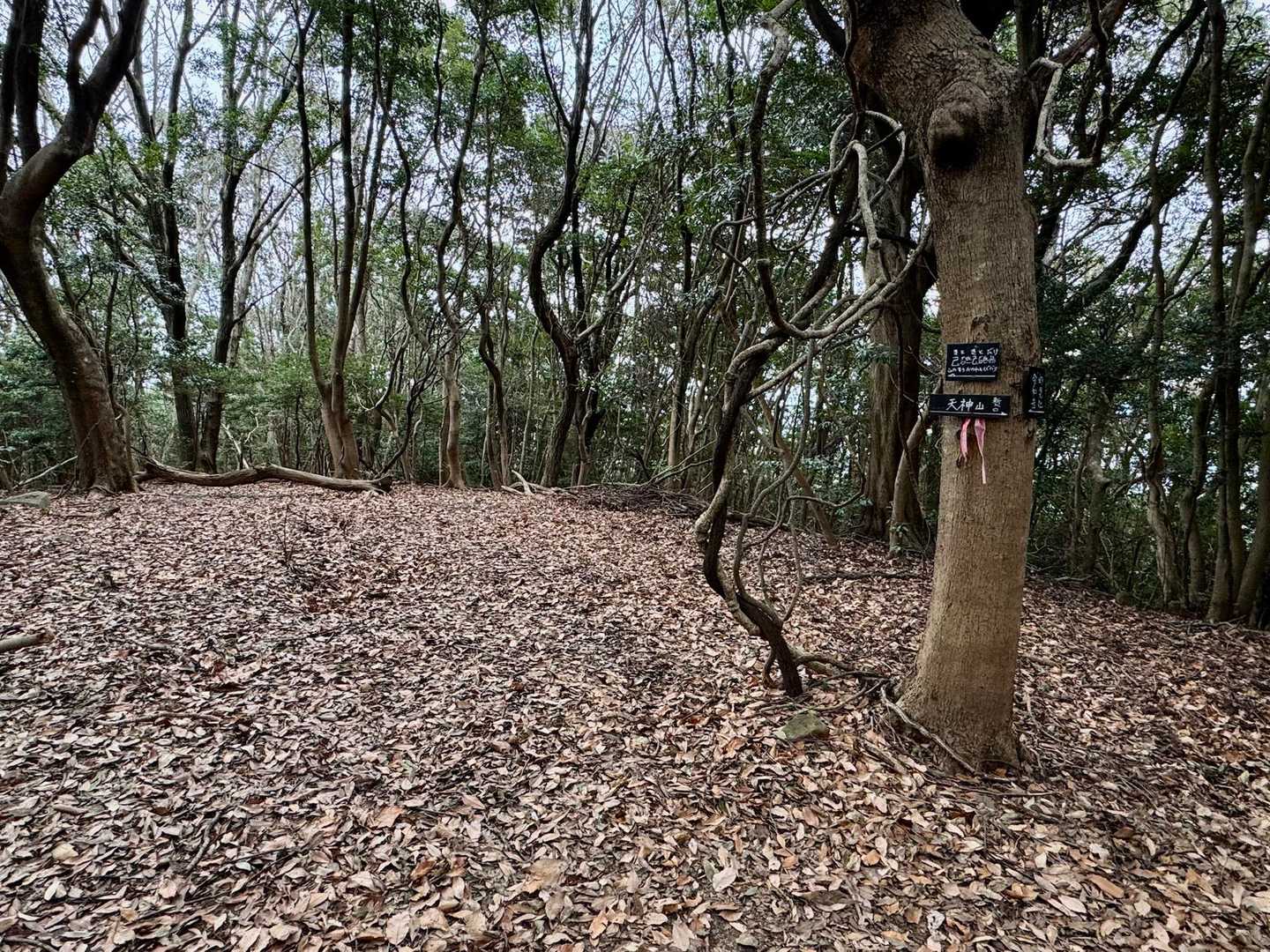 天神山山頂