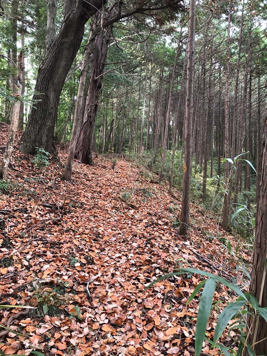 右の山道に行きましたが