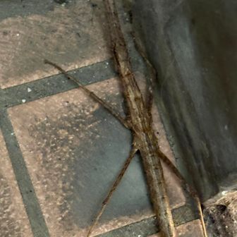 鹿島神社のおトイレでナナフシを発見、もう弱ってた…