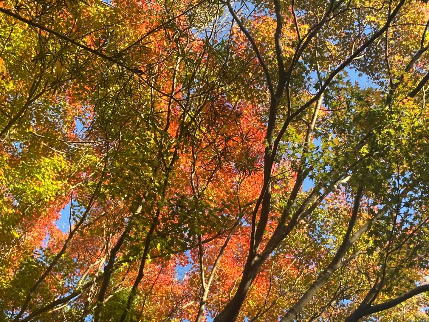 😊🍁