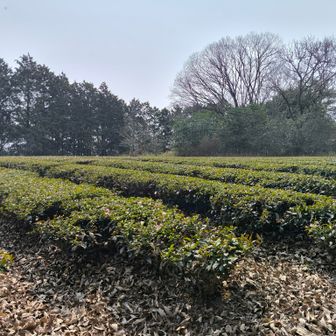 お茶畑のそばに