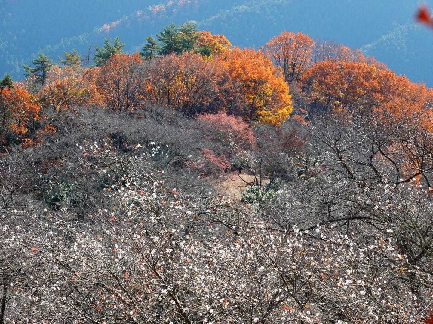 弁天山-桜山 往復コースの写真
