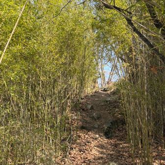 竹が青々しています。ここを抜けると