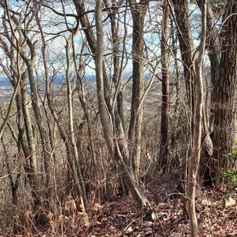 やっぱ短めでも山は山…！
落ち葉が滑って怖いわ