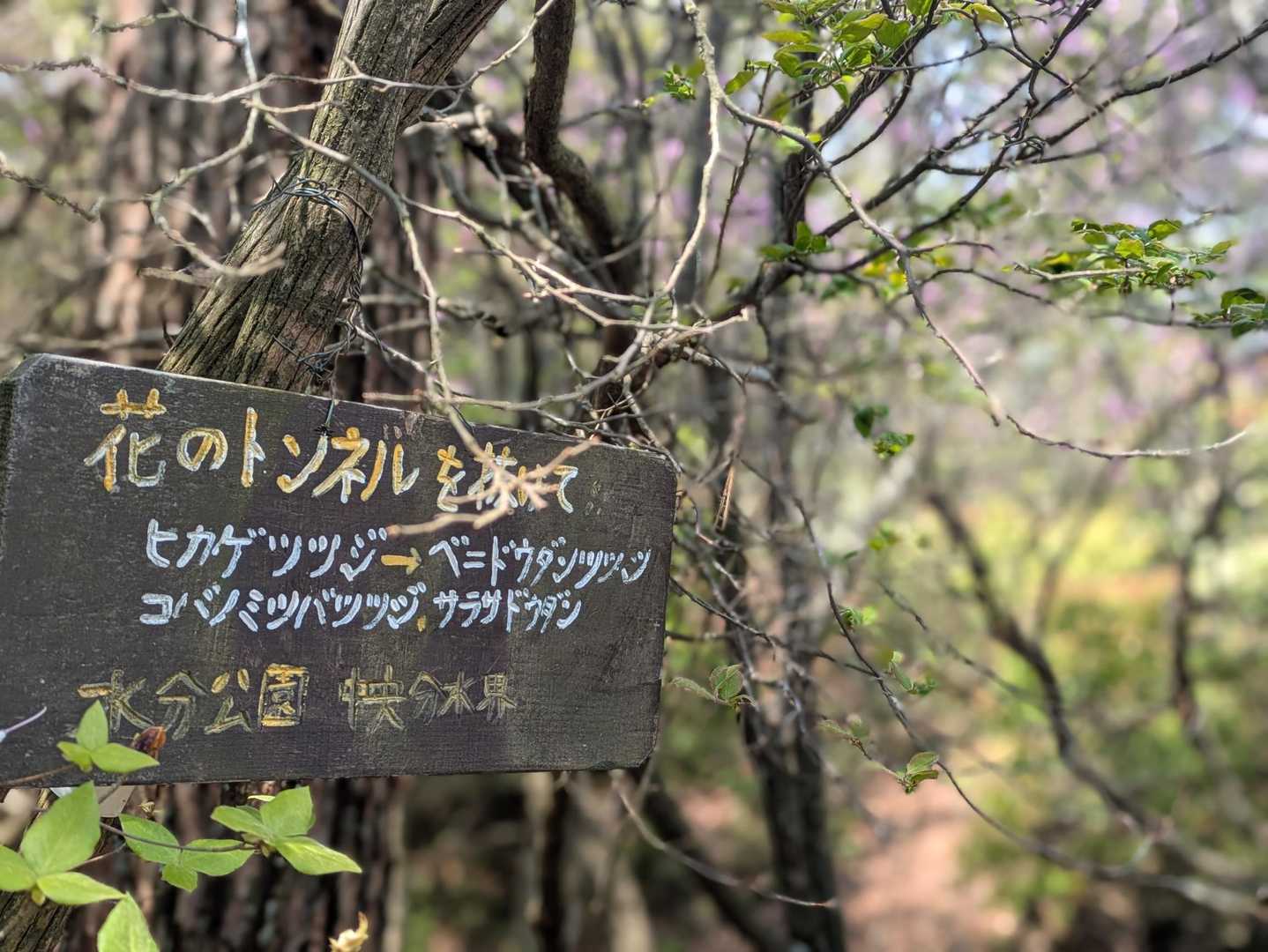 五の山-清水山-剣爾山 周回コースの写真