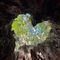 くろころ