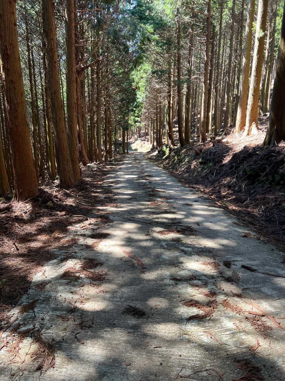 林道まで降りて来ました。