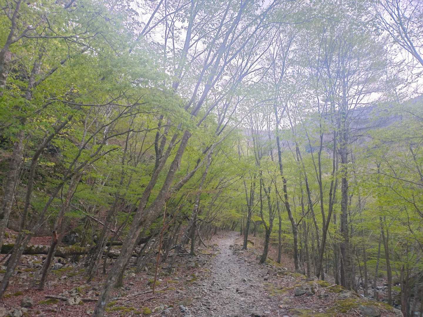 行きは、「さぁ、行こう」
帰りは「あぁ、戻ってきた」緑が綺麗な景色

今日のメンバーでまた登山できる日があるといいなぁ😊