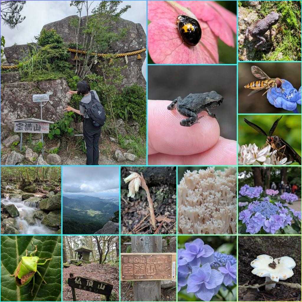 Hiking Homanzan in the rainy season 🐸宝満山・仏頂山