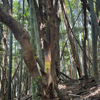 五井山・宮路山・御堂山 筍が竹に成長中！初めまして見た😳