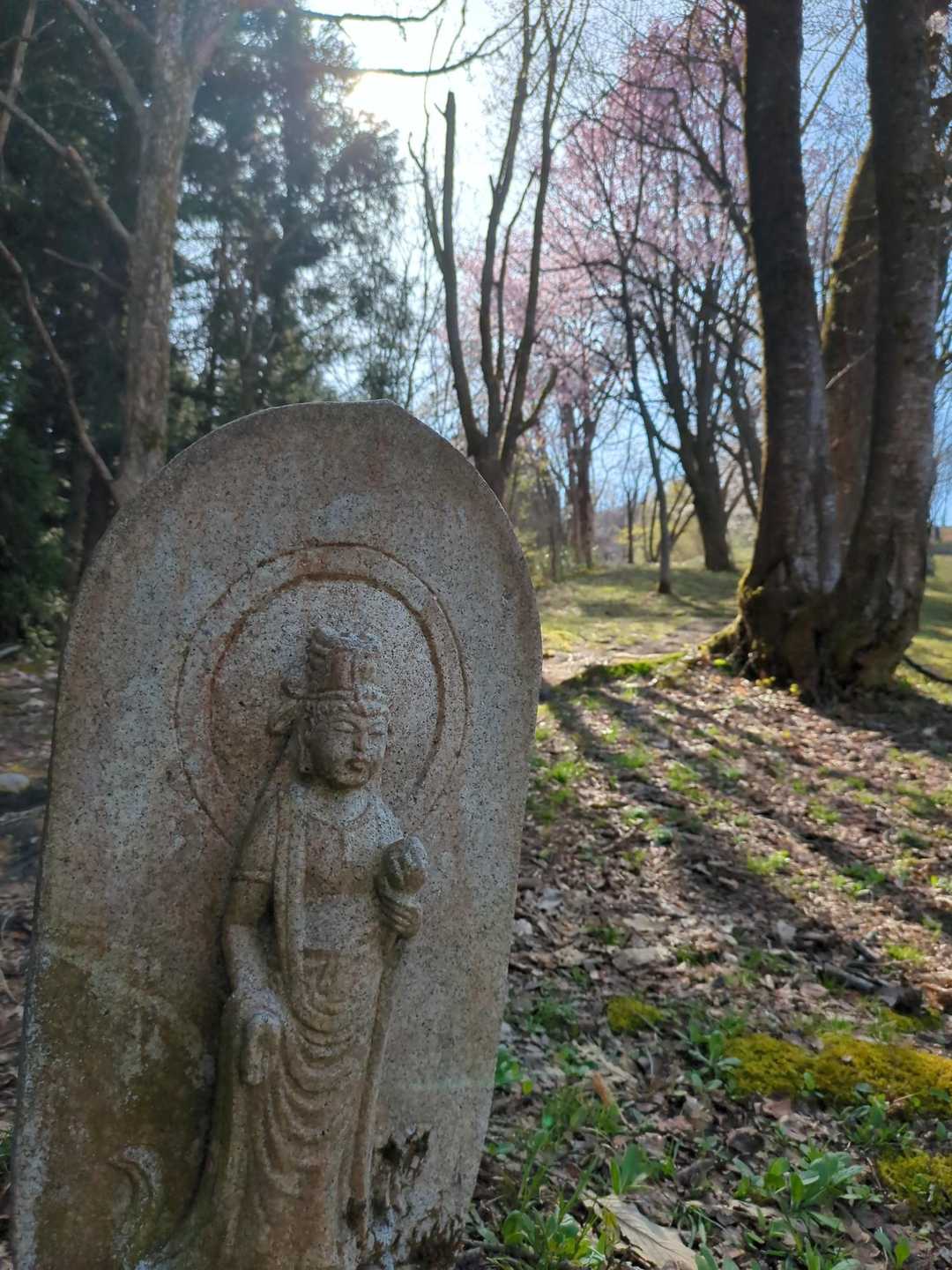 桜🌸咲いてます