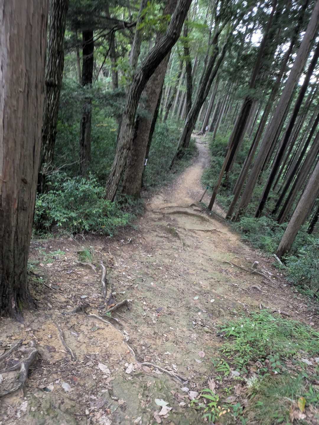 雨降ってきたけど今日も安心安定の滝汗なので別にどーでも良いや☔