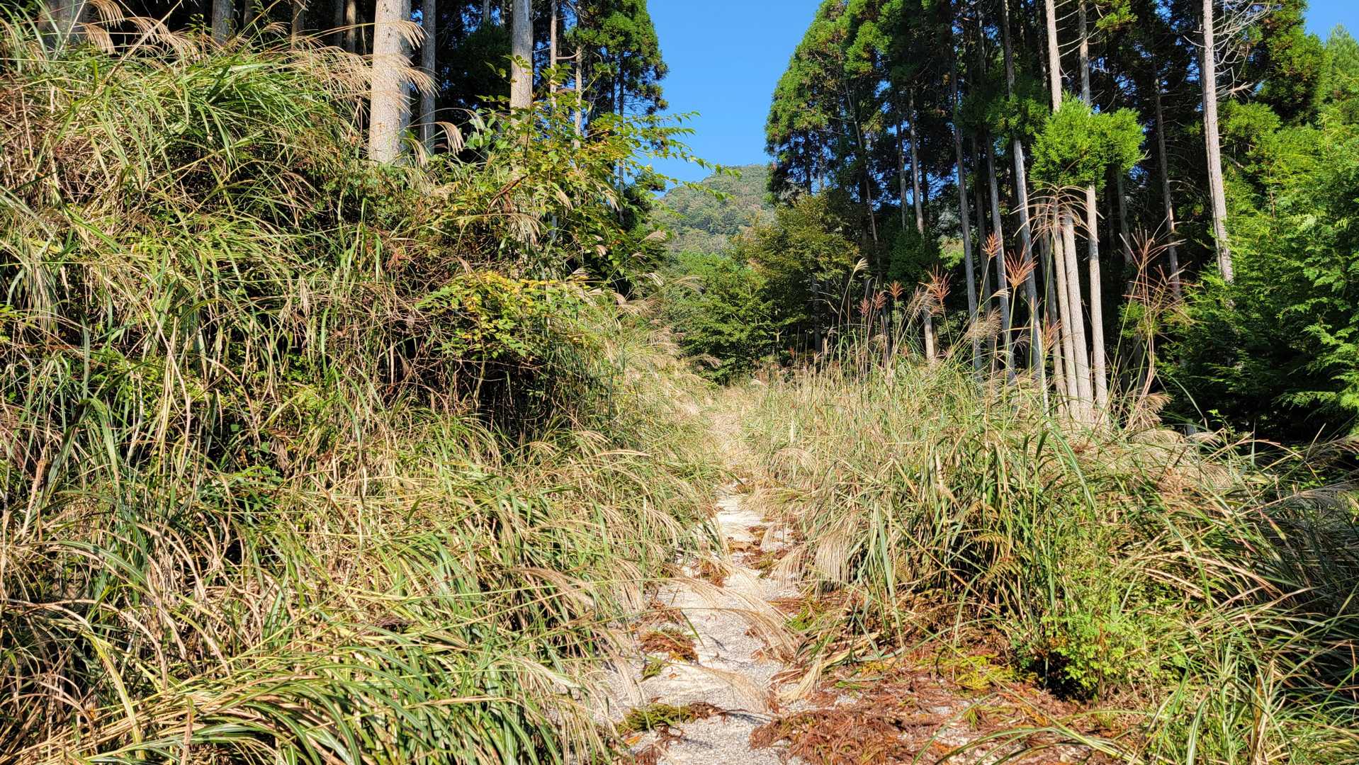 中摩殿畑山 往復コースの写真