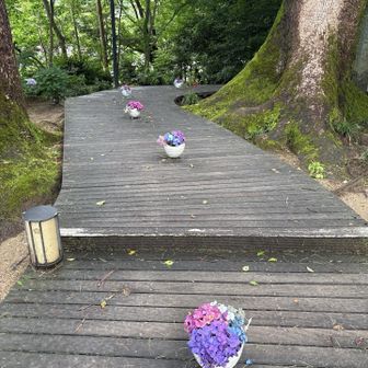参道に紫陽花