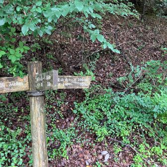 鐘撞堂山山頂に向かうルートは北コース(1450m)と南コース(1000m)があります。楽をして距離の短い南コースで山頂を目指します。