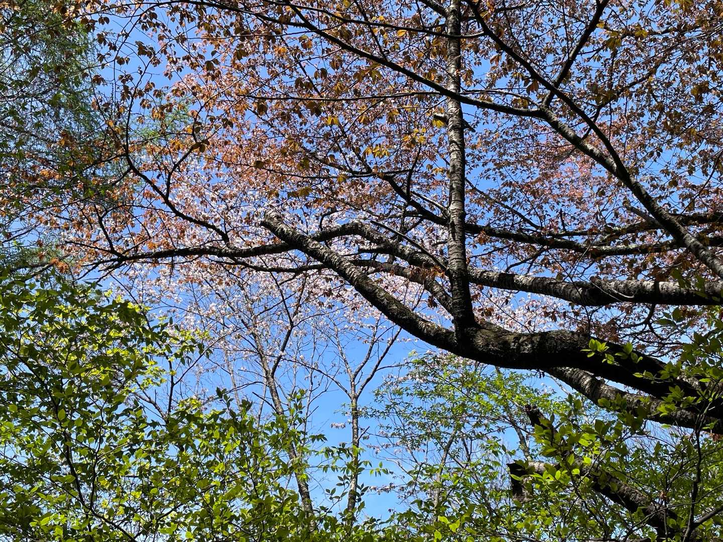 🌸🌸🌸